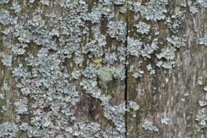 moss growth on cedar wood fence that requires fence cleaning